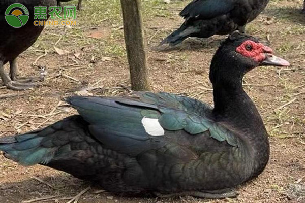 新手养鸭秘诀-图片版权归惠农网所有