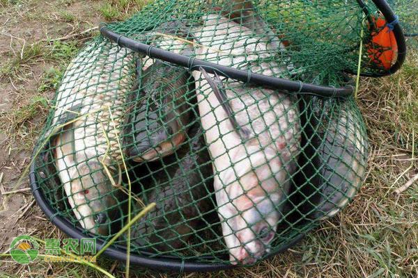 鲫鱼吃什么食物？鲫鱼的投喂技巧有哪些？-图片版权归惠农网所有