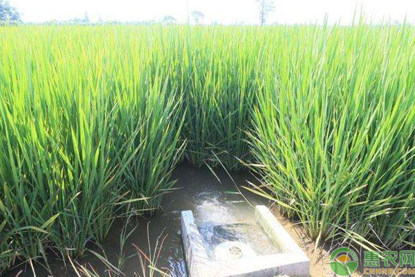 稻田养殖鲫鱼简单操作技术详解-图片版权归惠农网所有