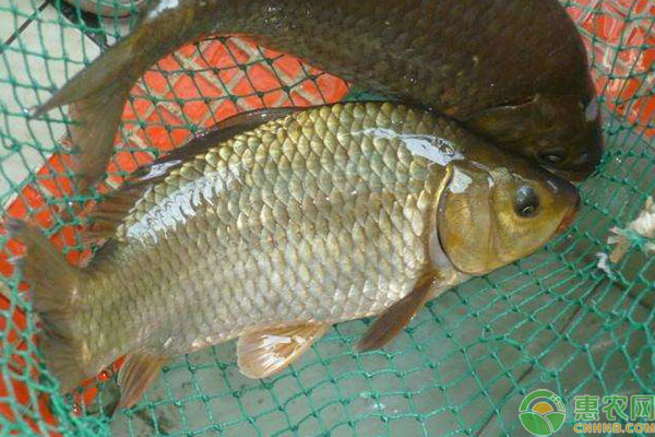 稻田养殖鲫鱼简单操作技术详解-图片版权归惠农网所有