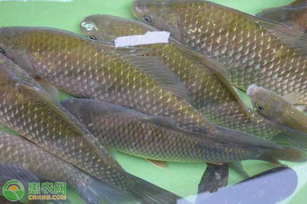 鲫鱼关键养殖增收技术-图片版权归惠农网所有