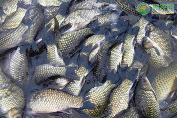 鲫鱼优质高产养殖技术-图片版权归惠农网所有