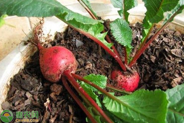 如何种植樱桃萝卜？-图片版权归惠农网所有
