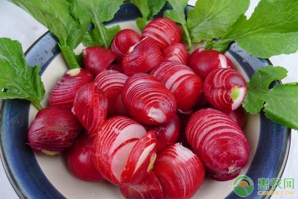 樱桃萝卜的种植时间和种植方法-图片版权归惠农网所有