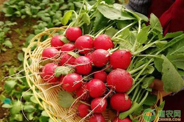 樱桃萝卜的种植时间和种植方法-图片版权归惠农网所有