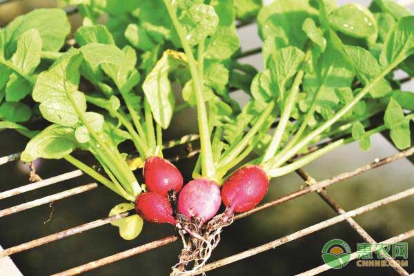 樱桃萝卜的种植技术-图片版权归惠农网所有