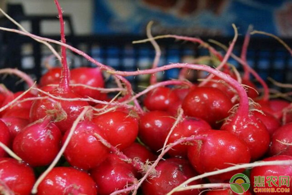 春季要怎么种植樱桃萝卜?-图片版权归惠农网所有