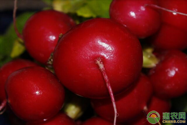 春季要怎么种植樱桃萝卜?-图片版权归惠农网所有