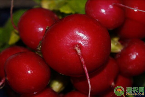 温室樱桃萝卜种植技术-图片版权归惠农网所有