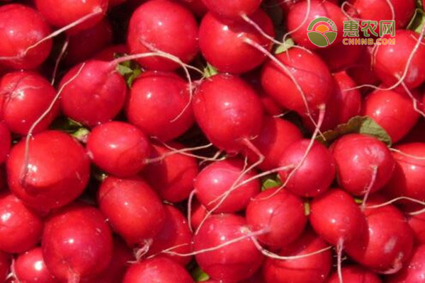 温室樱桃萝卜种植技术-图片版权归惠农网所有