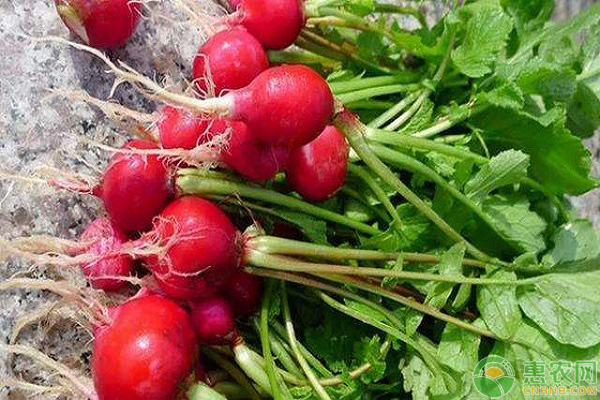 樱桃萝卜好种吗？掌握这4个种植技巧收获快！-图片版权归惠农网所有