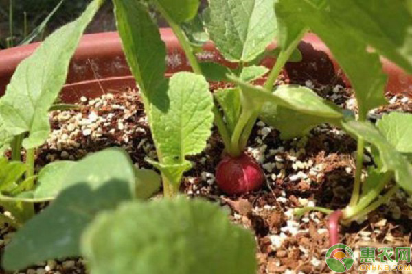 樱桃萝卜好种吗？掌握这4个种植技巧收获快！-图片版权归惠农网所有