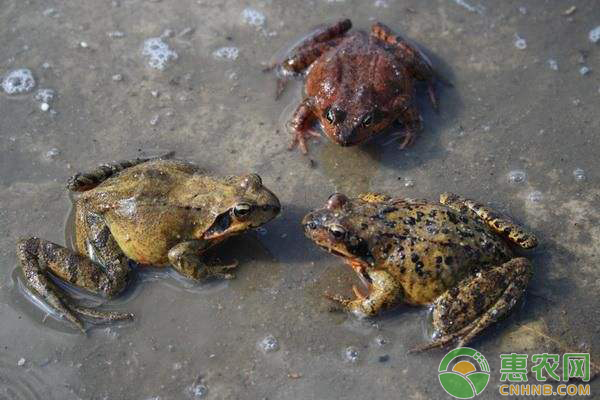 林蛙养殖技术-图片版权归惠农网所有