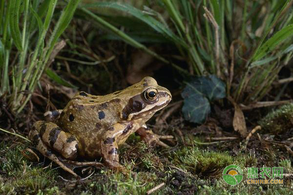 林蛙养殖技术-图片版权归惠农网所有