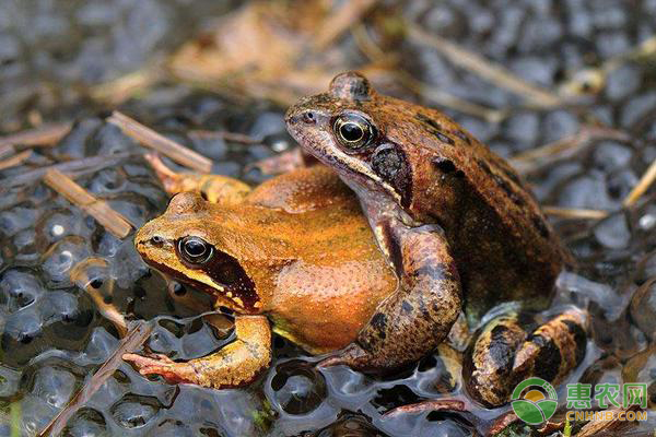 林蛙养殖技术-图片版权归惠农网所有
