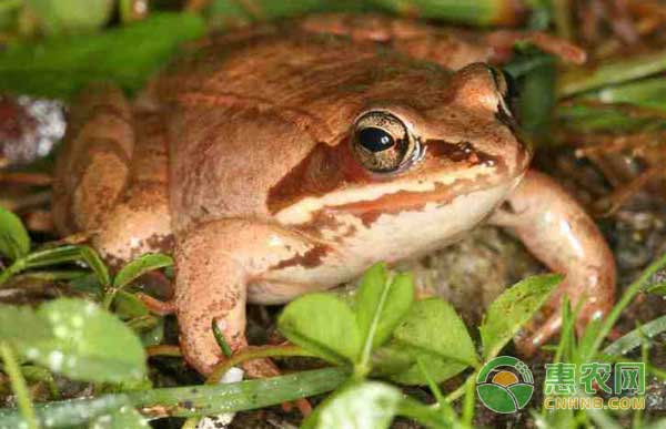 林蛙人工养殖技术：三喜、九怕、十项环境措施-图片版权归惠农网所有