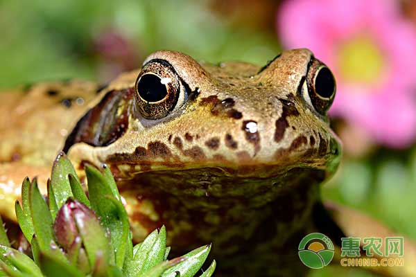 林蛙人工养殖技术：三喜、九怕、十项环境措施-图片版权归惠农网所有