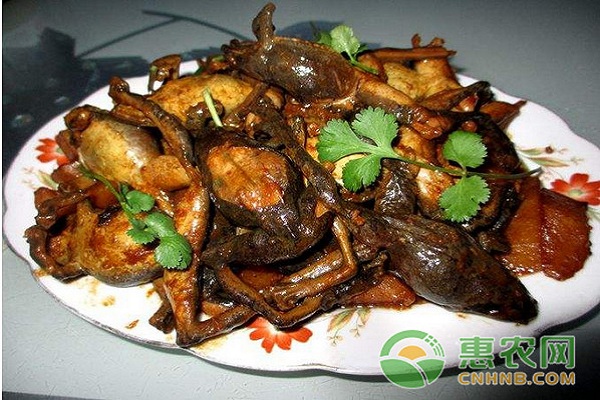 林蛙养殖技术：林蛙常见病害及其防治措施-图片版权归惠农网所有