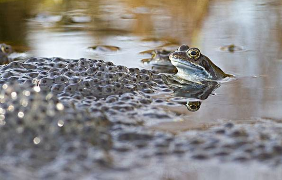 中国林蛙的主要病害及防治-图片版权归惠农网所有