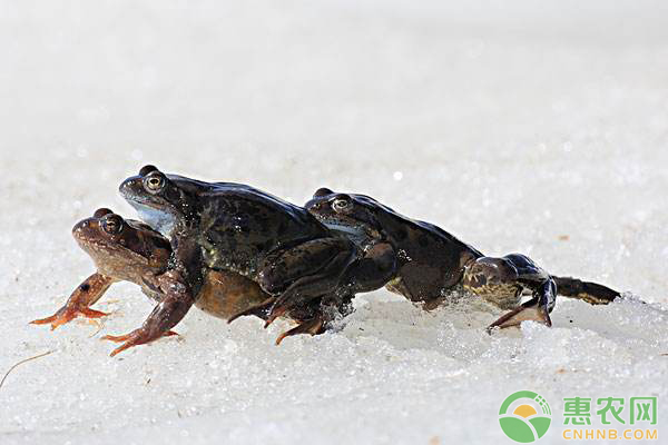林蛙养殖技术：如何度过度过冬眠-图片版权归惠农网所有