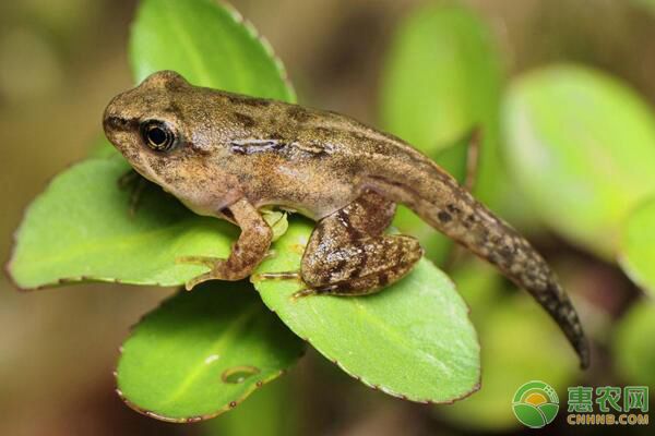 中国林蛙生活习性、形态特征、林下养殖、注意事项-图片版权归惠农网所有