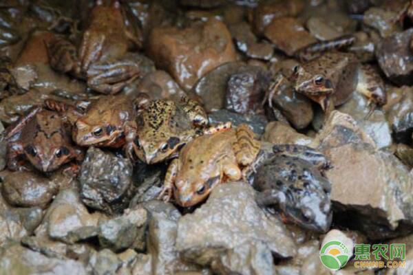 中国林蛙生活习性、形态特征、林下养殖、注意事项-图片版权归惠农网所有