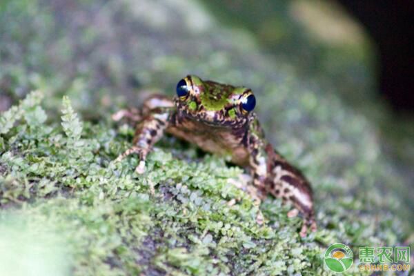 中国林蛙生活习性、形态特征、林下养殖、注意事项-图片版权归惠农网所有