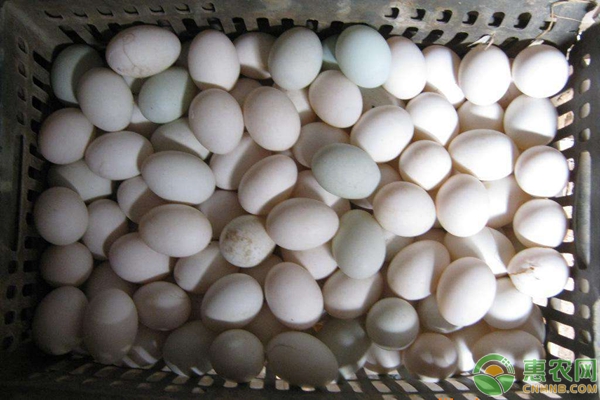 稻田养鸭怎么养？稻田养鸭有哪些好处？-图片版权归惠农网所有