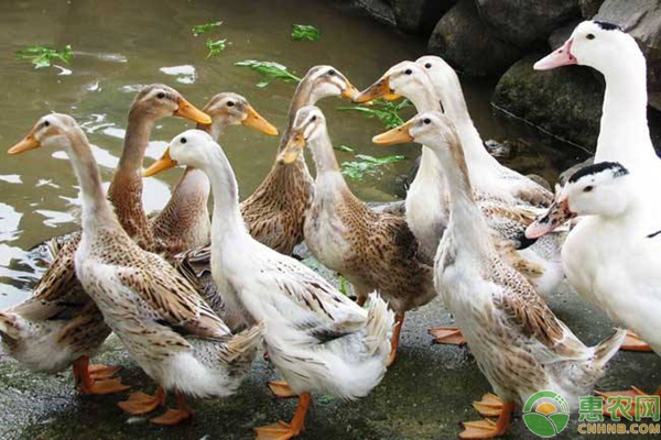 稻田养鸭怎么养？稻田养鸭有哪些好处？-图片版权归惠农网所有
