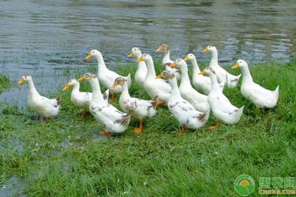 稻田养鸭怎么养？稻田养鸭有哪些好处？-图片版权归惠农网所有