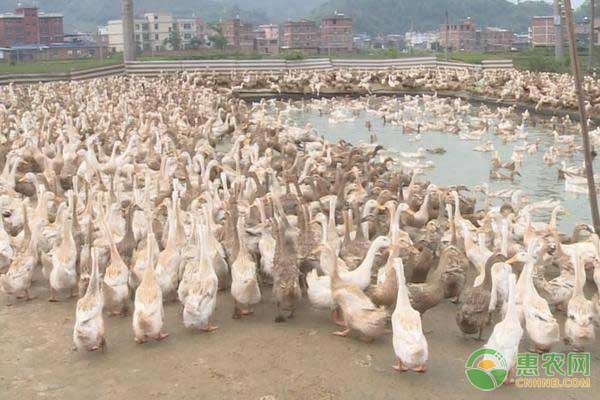 养鸭的技术要点-图片版权归惠农网所有