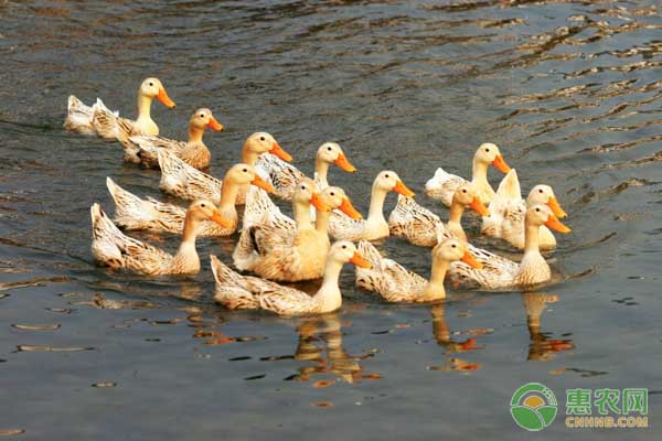 养鸭的技术要点-图片版权归惠农网所有