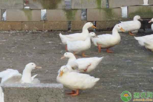 如何高效养鸭?高效养鸭技术简介-图片版权归惠农网所有