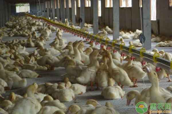 如何高效养鸭?高效养鸭技术简介-图片版权归惠农网所有