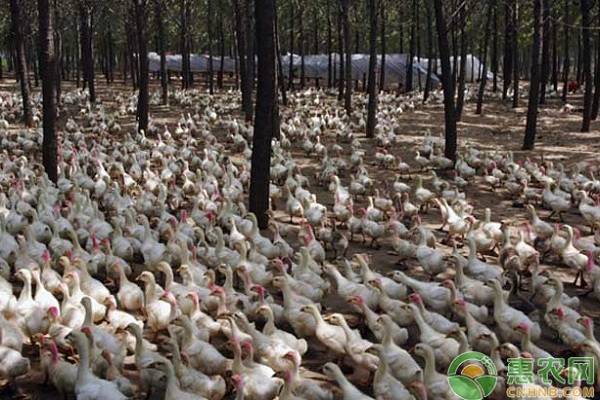 旱地养鸭技术，旱地养鸭有何优势？-图片版权归惠农网所有