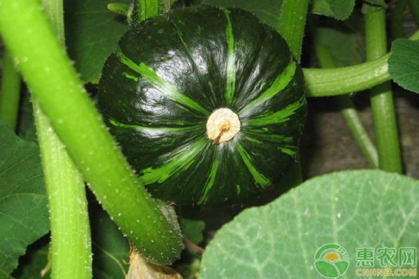 贝贝南瓜怎么种植？贝贝南瓜有机种植技术-图片版权归惠农网所有
