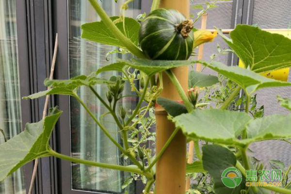 阳台贝贝南瓜的种植方法及养护要点-图片版权归惠农网所有