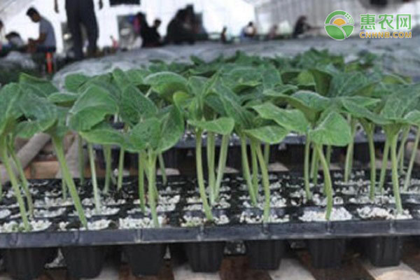 贝贝南瓜的播种育苗技术-图片版权归惠农网所有