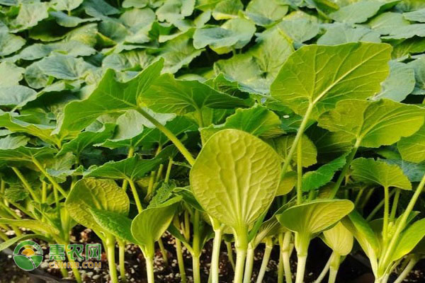 贝贝南瓜的播种育苗技术-图片版权归惠农网所有