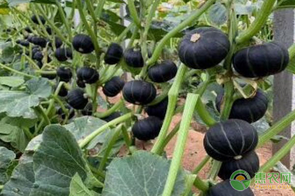 贝贝南瓜一般什么时候种植好？怎么种？-图片版权归惠农网所有