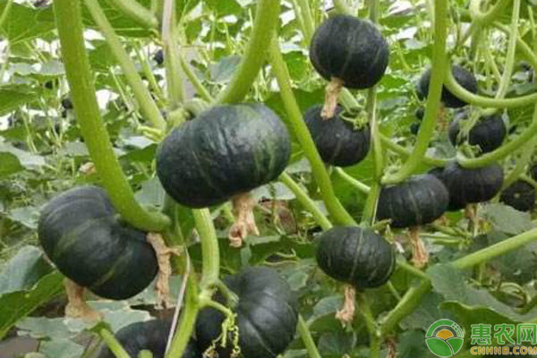 贝贝南瓜一般什么时候种植好？怎么种？-图片版权归惠农网所有