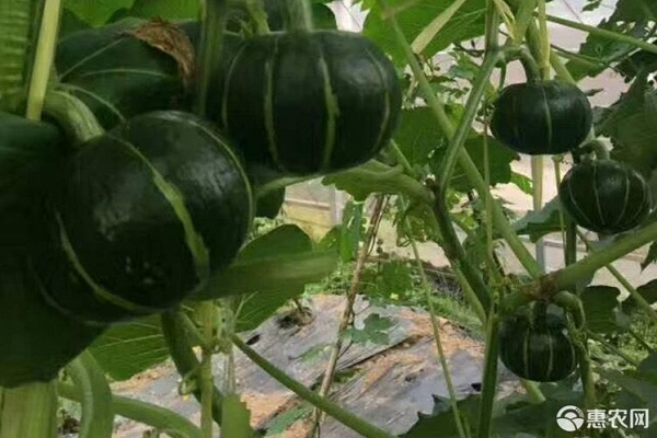 贝贝南瓜的阳台盆栽技术-图片版权归惠农网所有