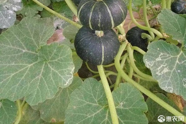 贝贝南瓜的阳台盆栽技术-图片版权归惠农网所有