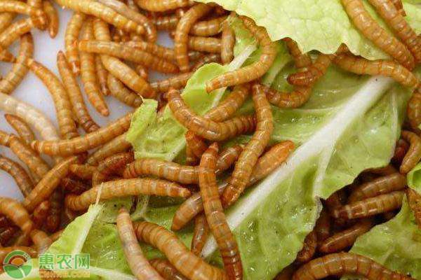 黄粉虫怎么繁殖？黄粉虫的繁殖技术要点-图片版权归惠农网所有