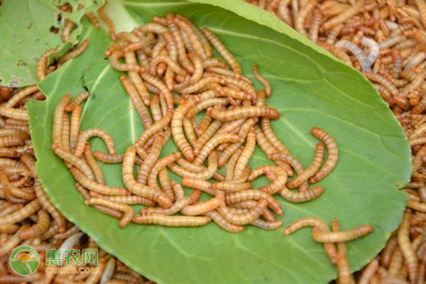 黄粉虫怎么饲养？-图片版权归惠农网所有