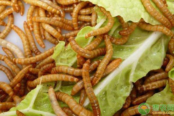 黄粉虫怎么给喂水？-图片版权归惠农网所有