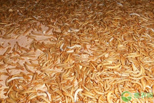 黄粉虫怎么给喂水？-图片版权归惠农网所有