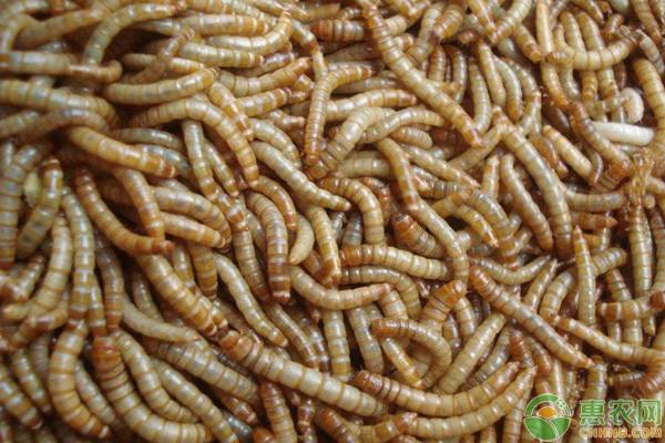 黄粉虫怎么给喂水？-图片版权归惠农网所有