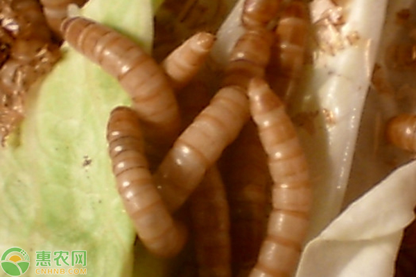 黄粉虫养殖的繁殖方法-图片版权归惠农网所有