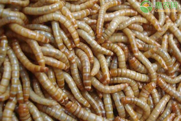 黄粉虫养殖的繁殖方法-图片版权归惠农网所有